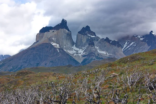 チリ Cuernos デルペイン背景カロリー ダウンの木 — ストック写真