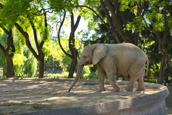 Elefant im Zoo von Buenos aires — Stockfoto