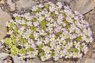 And Dağları 'nda büyüyen güneş tarafından aydınlatılan leylak renginde yer altı kemanı.