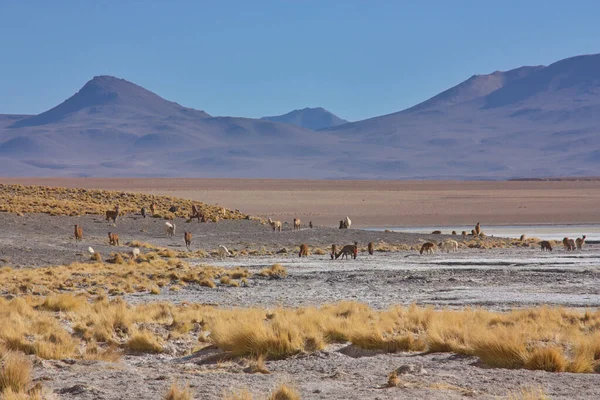 Uma Manada Alpacas Pastam Planalto Alto Nos Andes Bolivianos — Fotografia de Stock