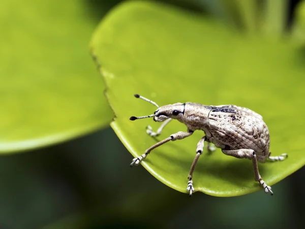 Picudo de insectos, Curculionidae — Foto de Stock