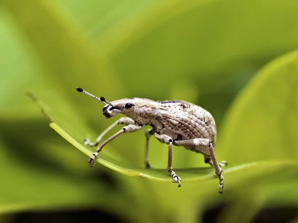 Насекомое долгоносик, Curculionidae — стоковое фото