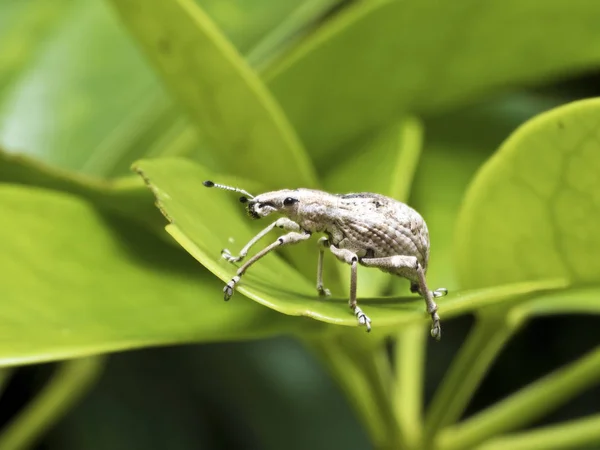 Насекомое долгоносик, Curculionidae — стоковое фото