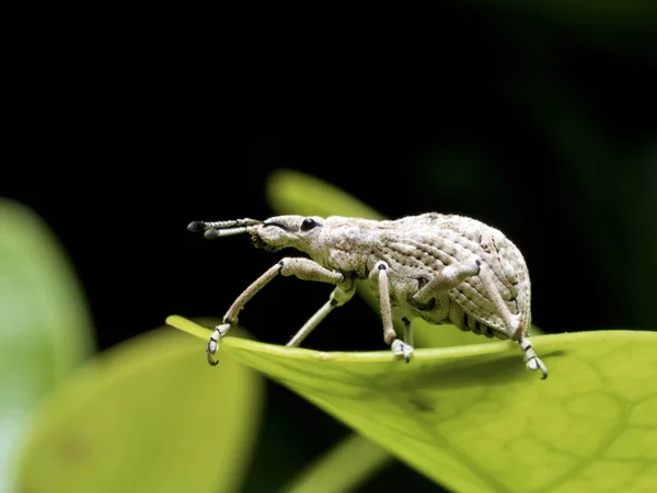Bicho-do-mato, Curculionidae — Fotografia de Stock