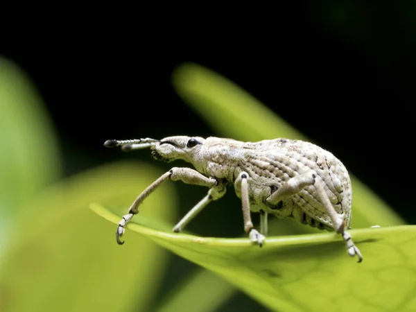 Insect weevil,Curculionidae — Stock Photo, Image