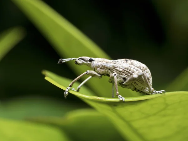 Εντόμων ρυγχωτός κάνθαρος, Curculionidae — Φωτογραφία Αρχείου