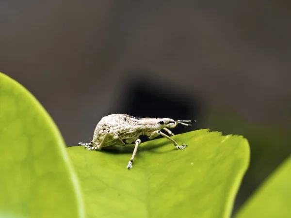 Picudo de insectos, Curculionidae — Foto de Stock