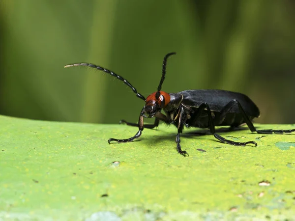 Escarabajos ampollas, Epicauta hirticornis — Foto de Stock