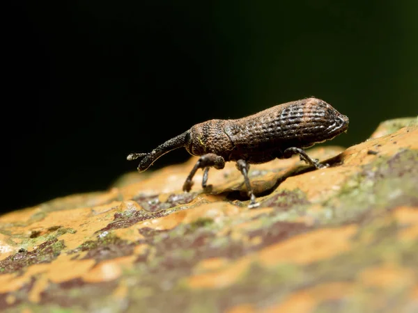 Weevil scarabée sur le sol — Photo