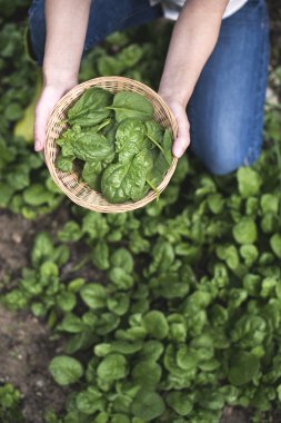 Ispanak bir ev Bahçesi toplama
