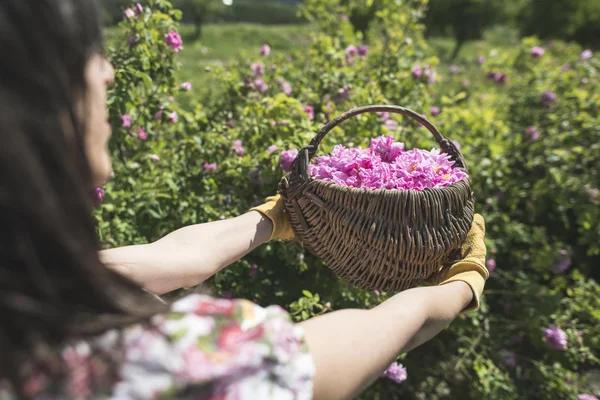 Mujer recogiendo el color de las rosas oleaginosas —  Fotos de Stock