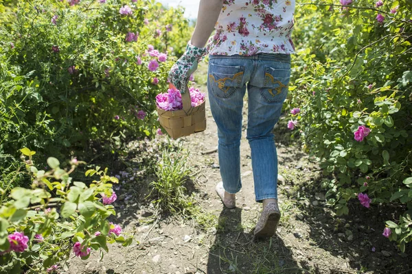 Mujer recogiendo el color de las rosas oleaginosas —  Fotos de Stock
