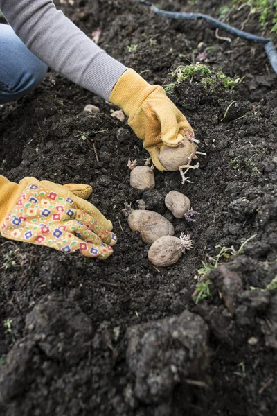 Plantando batatas em pequeno jardim bio . — Fotografia de Stock