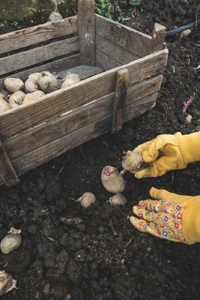Sadzenie ziemniaków w ogrodzie małej bio. — Zdjęcie stockowe