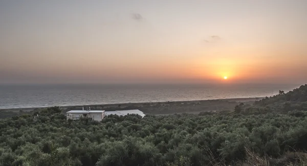 Olive trees, sea and sunset — Stock Photo, Image
