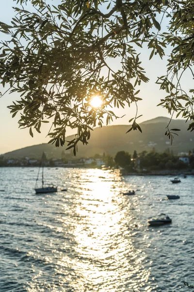 Olive trees, sea and sunset — Stock Photo, Image