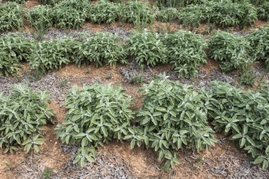 Adaçayı baharat Bahçe