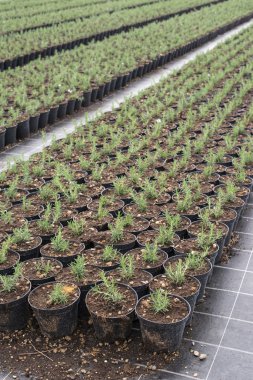 Bir tencerede baharat biberiye