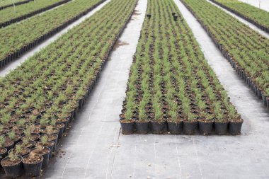 Kekik baharat gruptaki tencere