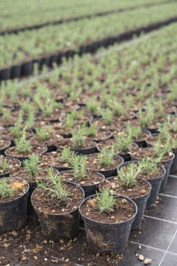 Bir tencerede baharat biberiye