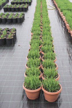 Bir tencerede baharat biberiye