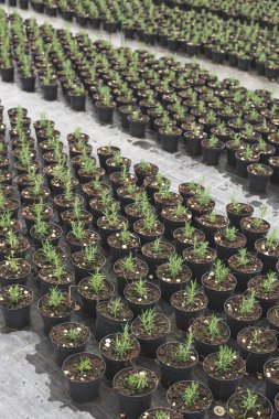 Bir tencerede baharat biberiye