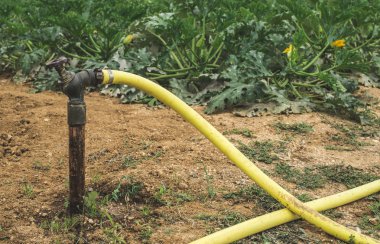Kabak ekimi. Tarım alanı