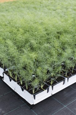 Sera tencerelerde dereotu