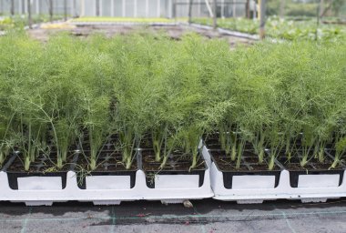 Sera tencerelerde dereotu