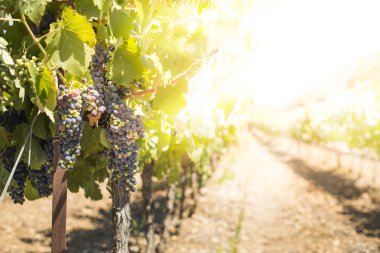 Kırmızı Şaraplık. 