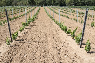 Yeni dikilen üzüm bağları 