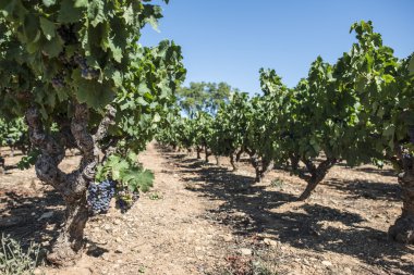 Kırmızı Şaraplık. 