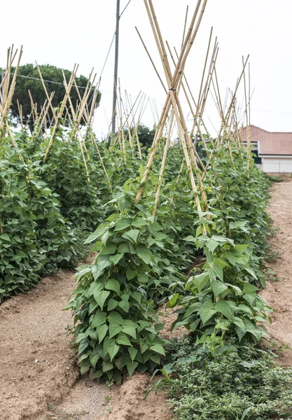 緑の豆が付いている植物 — ストック写真