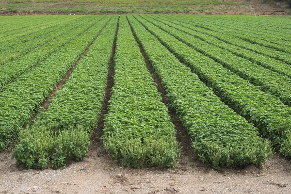 Feld mit Basilikum bepflanzt — Stockfoto