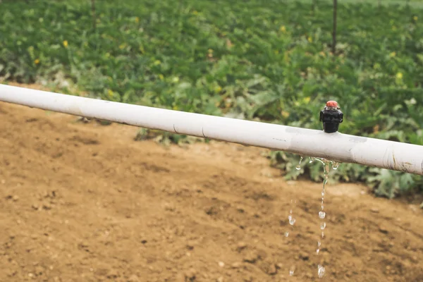 Courgette-plantage. Gebied van de landbouw — Stockfoto