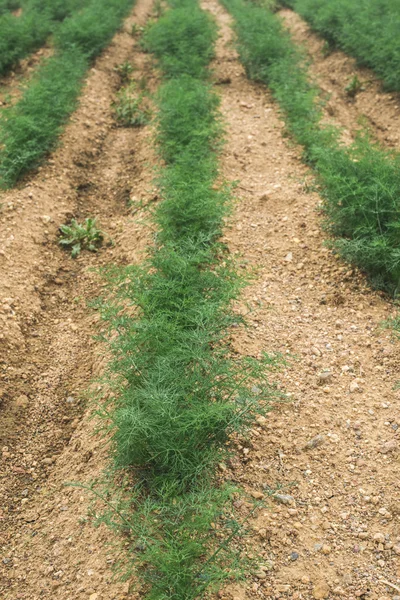 Campo plantado com endro — Fotografia de Stock