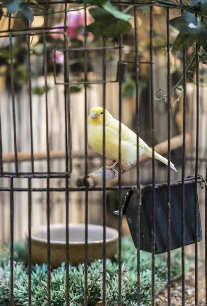 Yellow bird in a cage