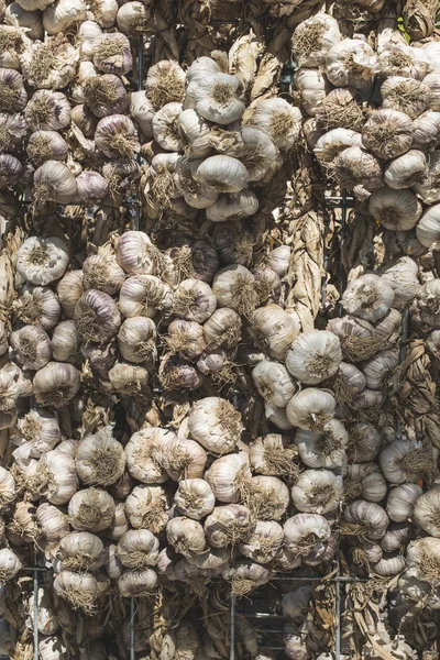 Splétané suché garlics — Stock fotografie