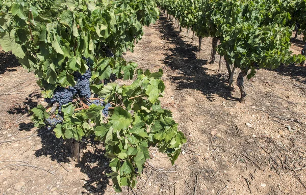 Red wine grapes. — Stock Photo, Image