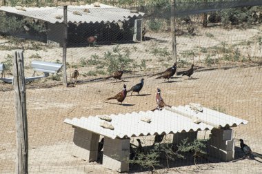 Çiftliği damızlık sülünler için