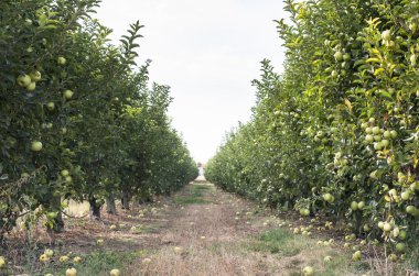 Elma ağaçları meyve