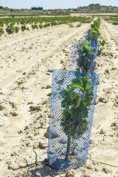 Neu gepflanzte Weinberge — Stockfoto