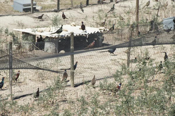 Farm for breeding pheasants — Stock Photo, Image