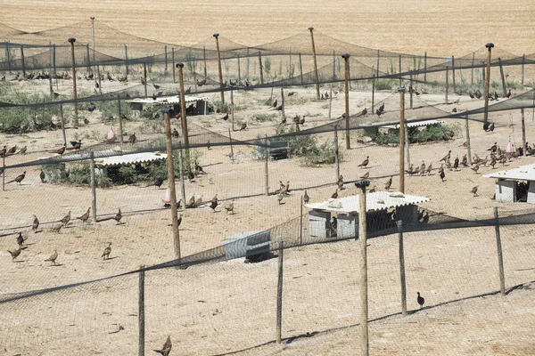 Boerderij voor het fokken fazanten — Stockfoto