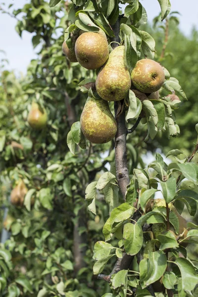 Pears on branch closeup — Stock Photo, Image