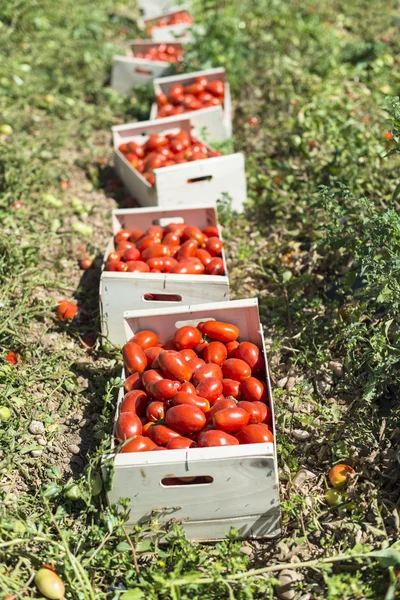 Выбранные помидоры в ящиках — стоковое фото