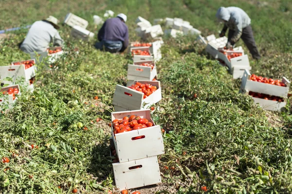 Tomates cueillies dans des caisses — Photo