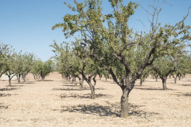 Badem ağaçları plantasyon