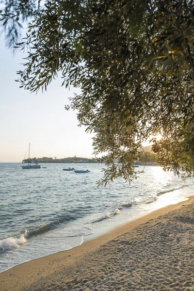 Olivi, mare e tramonto — Foto Stock