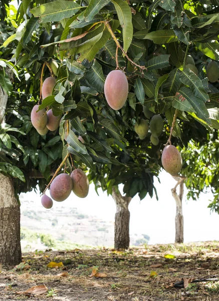 Träd med mango i solnedgången — Stockfoto